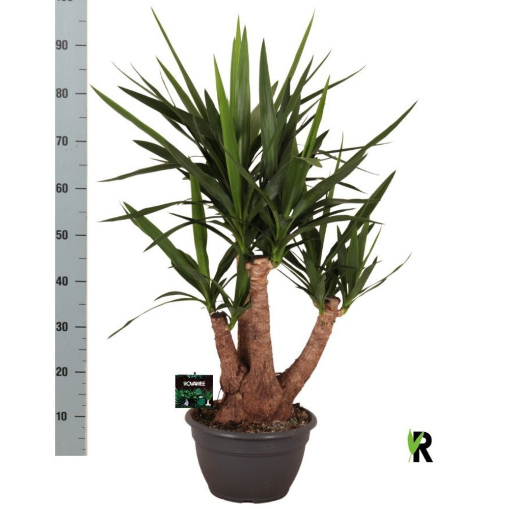 Yucca elephantipes vertakt.