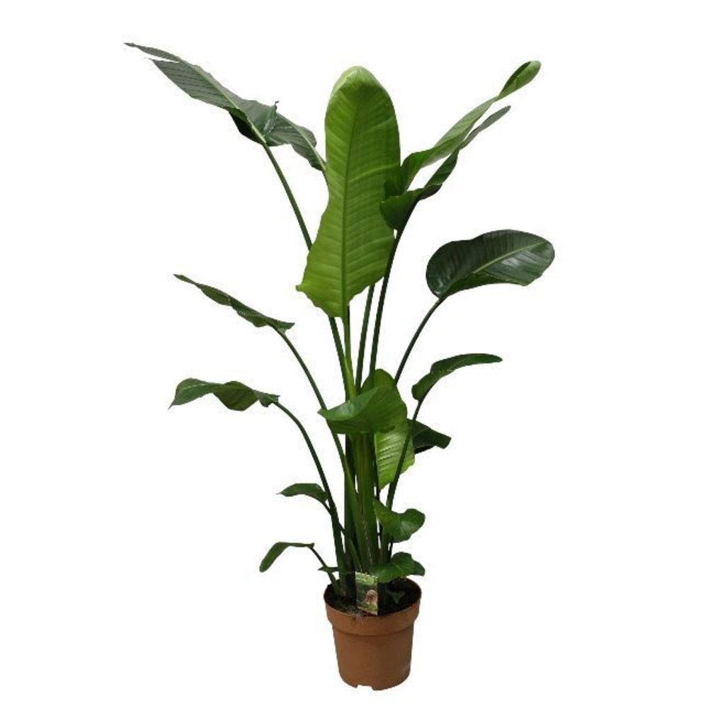 Strelitzia Nicolai p27 - hoogte 140-150.