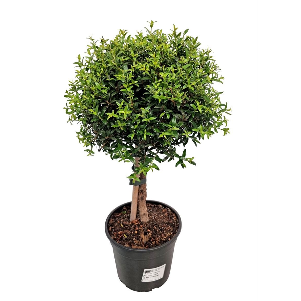 Myrtus Communis Stem - 1079.