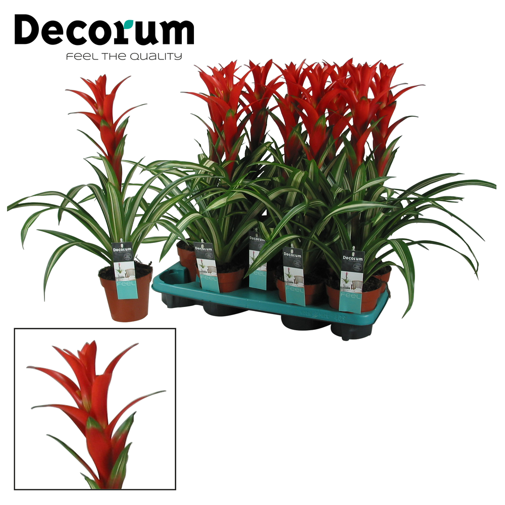 Guzmania Bandera (Decorum).