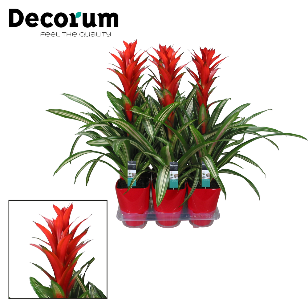 Guzmania Bandera Luxe (Decorum).