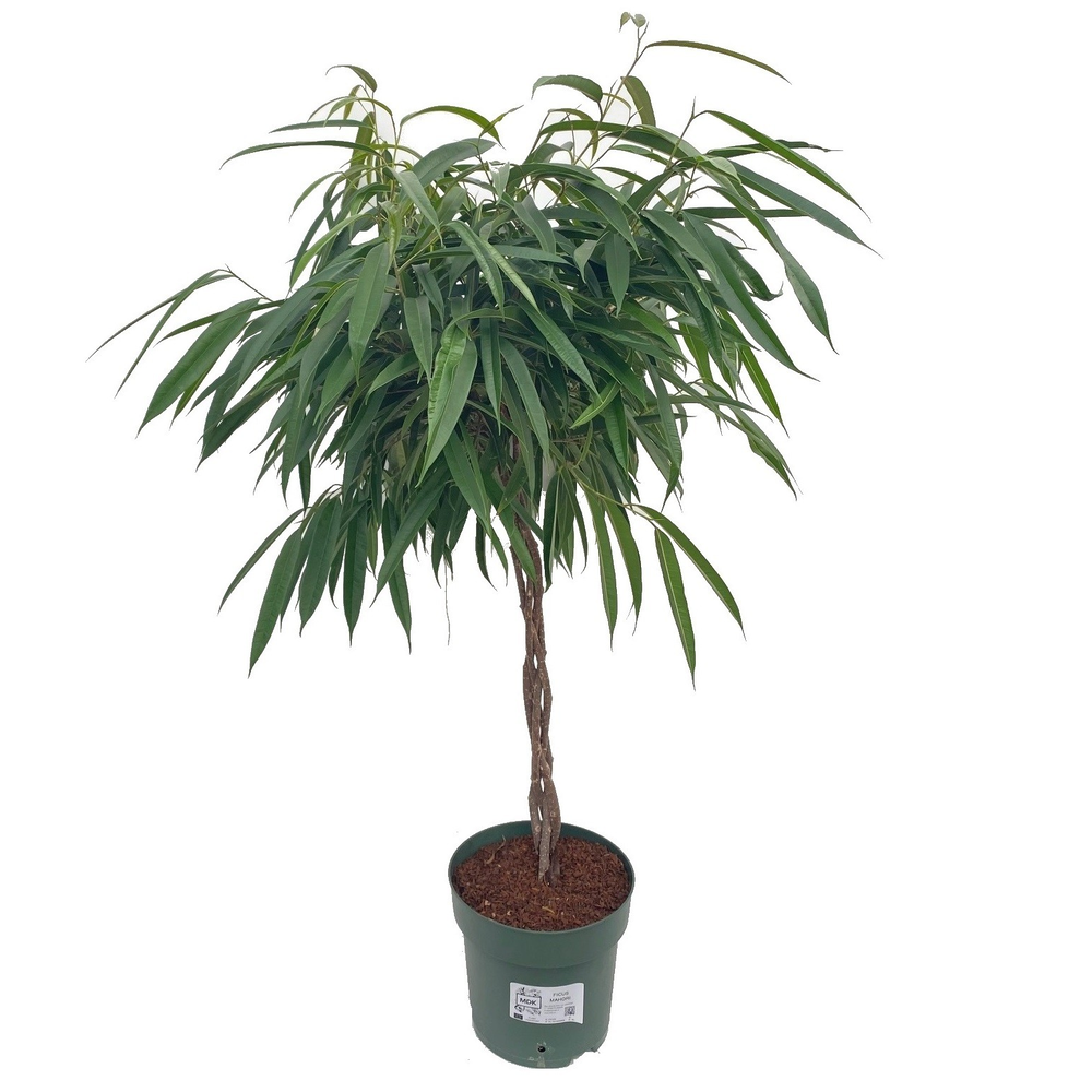 Ficus Mahori / Alii Gevlochten.