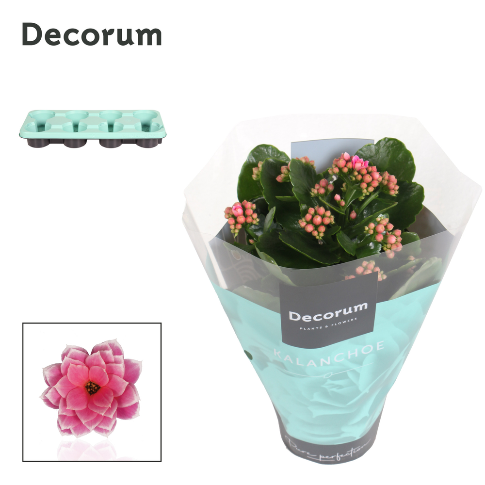 Kalanchoe Decorum - Serenity Pink White.