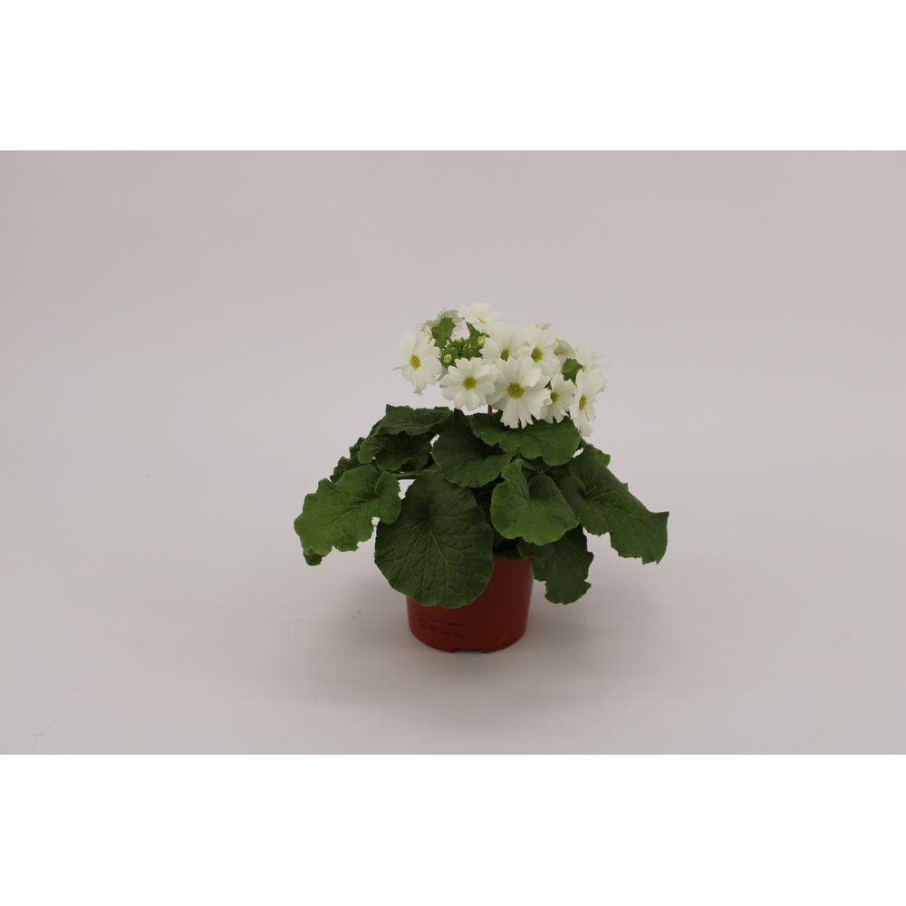Primula Obconica white.