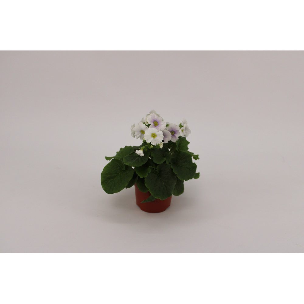 Primula Obconica Blue White.