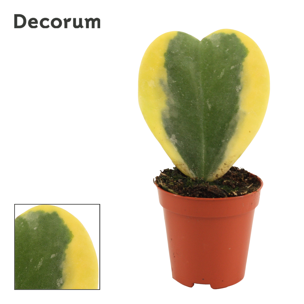 Hoya Kerrii Variegata single 6 cm (Decorum).