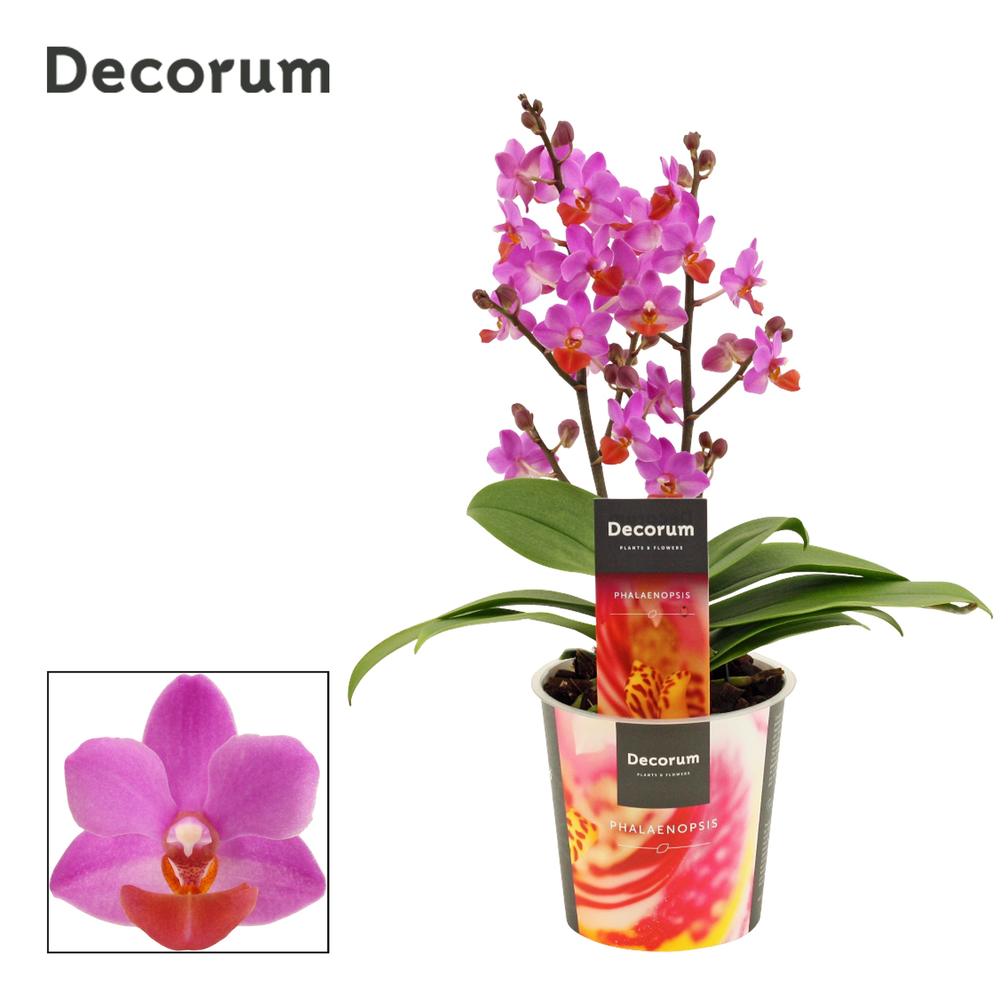 Phalaenopsis Table Mystery 2+ tak (Decorum).