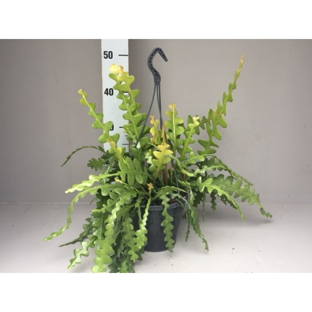 Epiphyllum Anguliger.