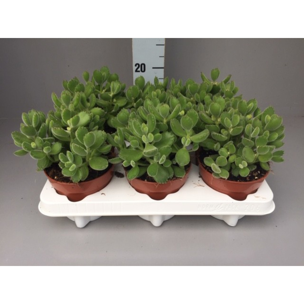 Cotyledon ladismithiensis.