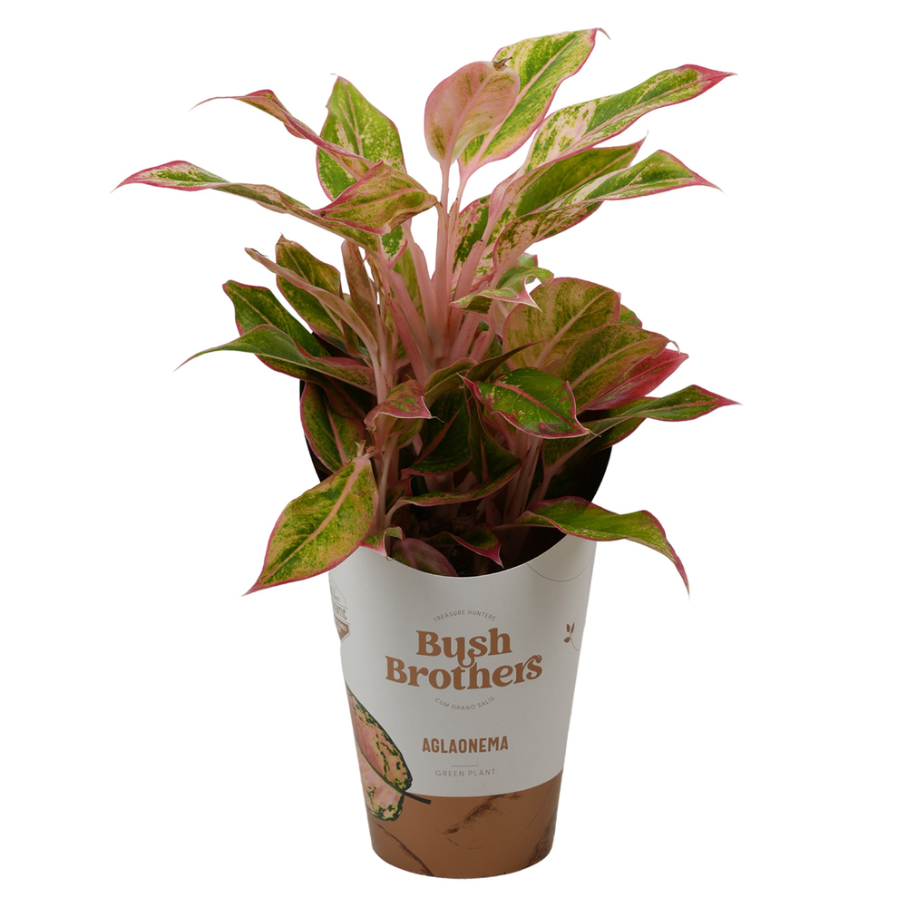 Aglaonema Light Pink Star.