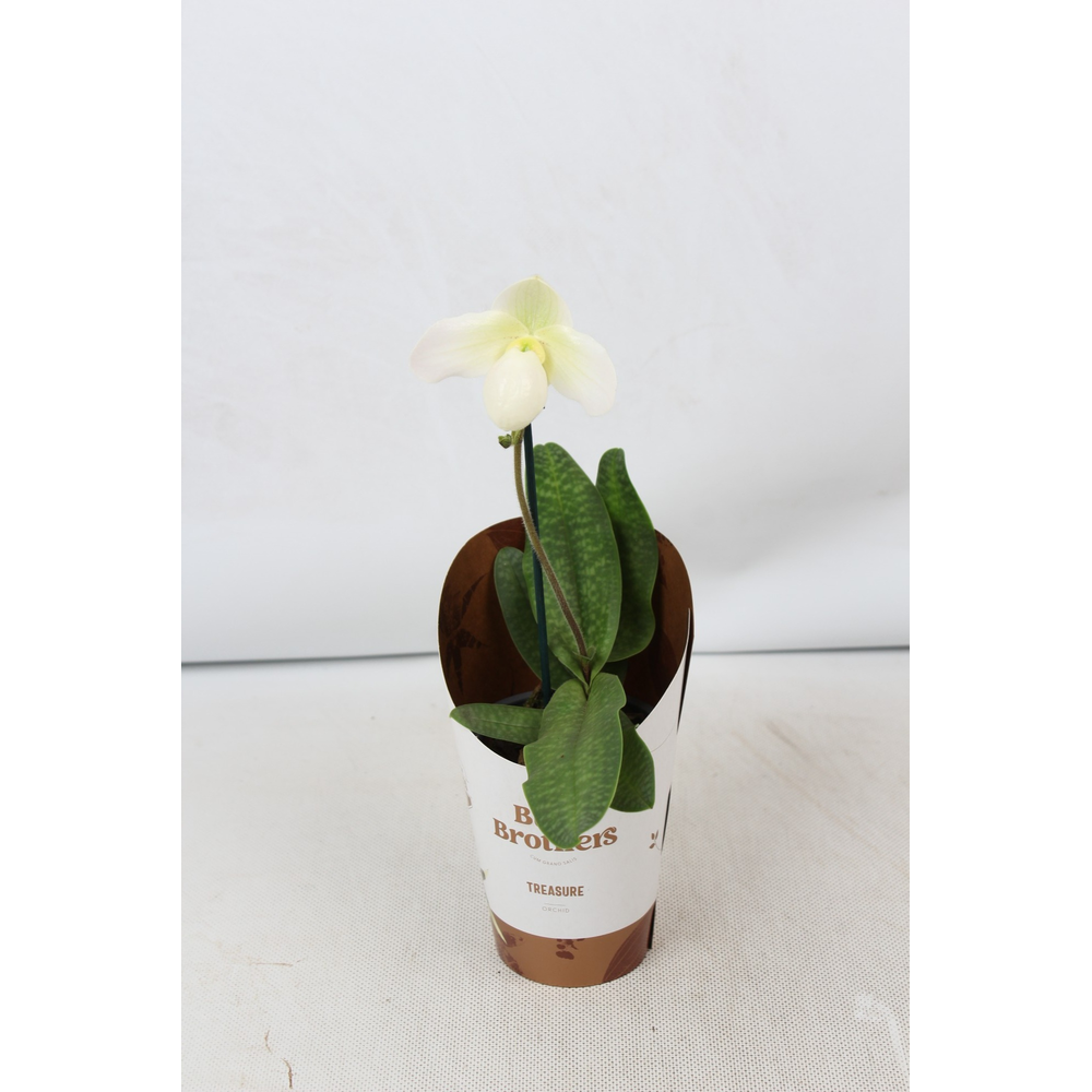 Paphiopedilum um Deperle 1 tak 9 cm.