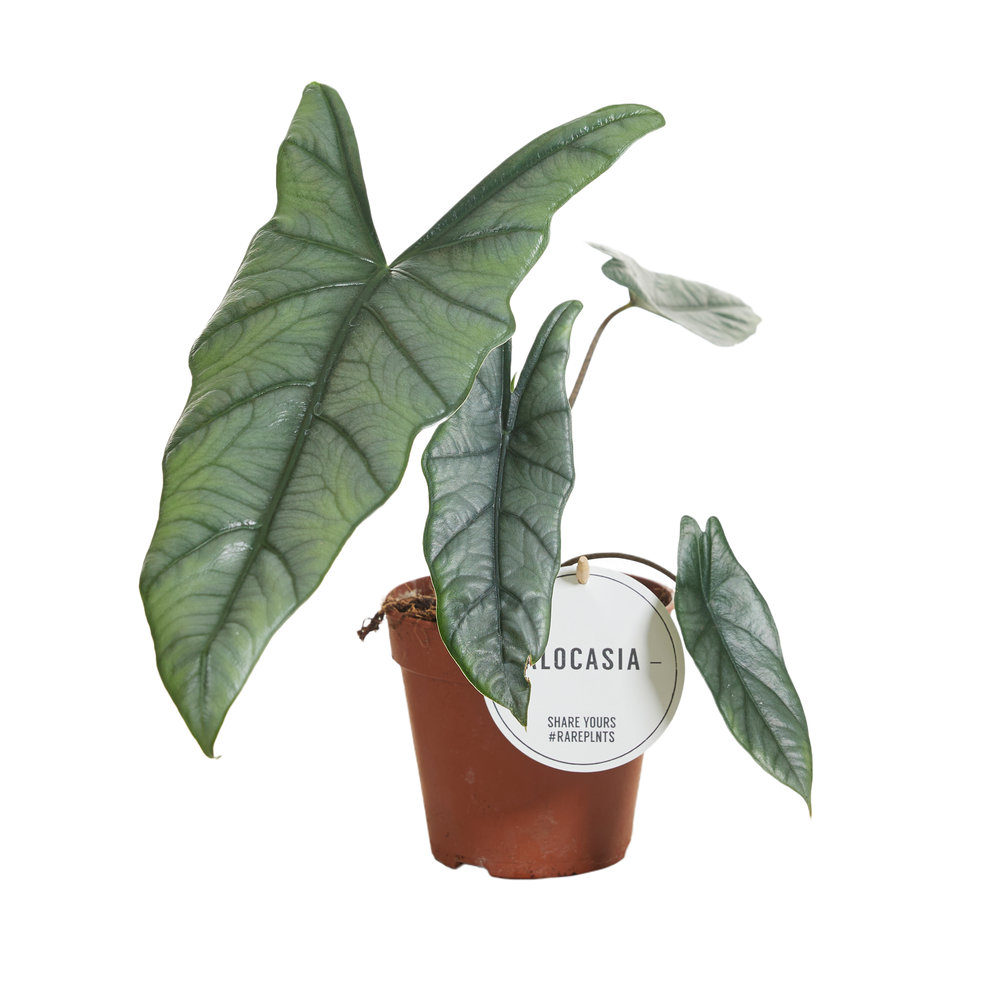 Alocasia Heterophylla.