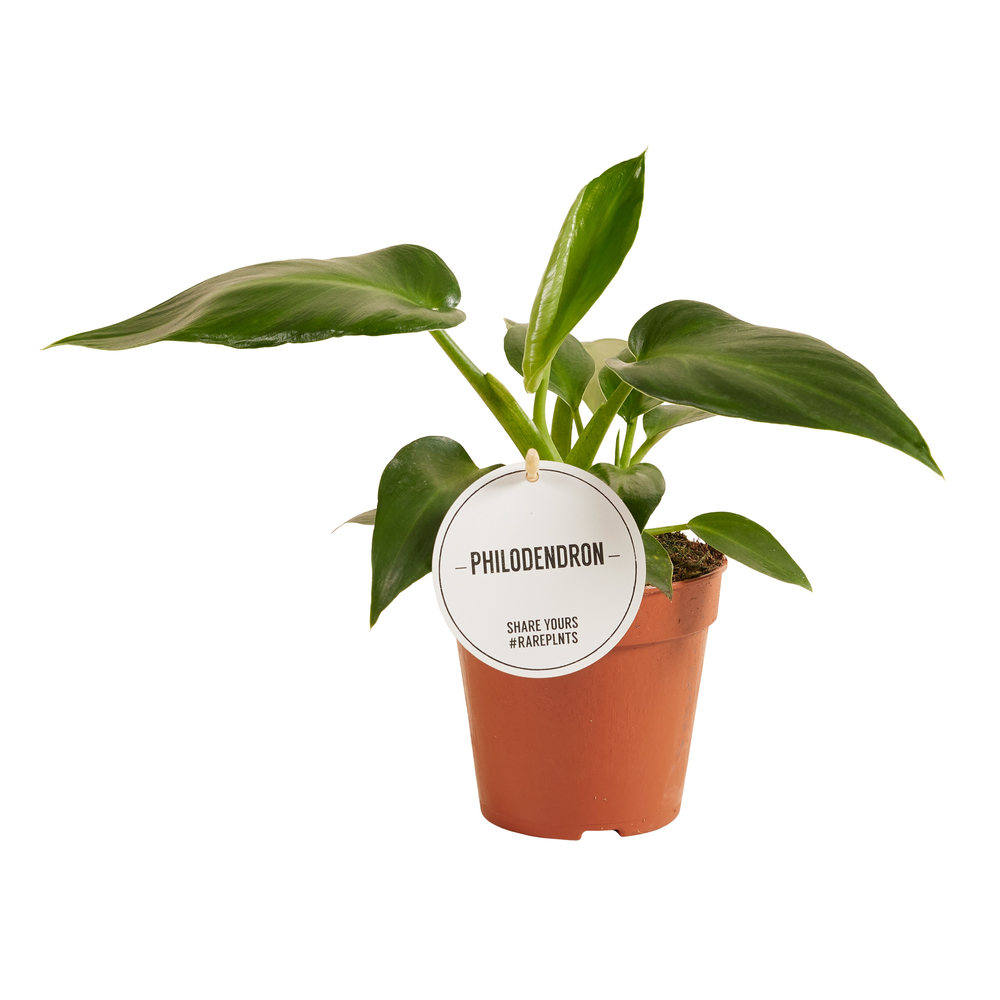 Philodendron Rugosum Aberrant.