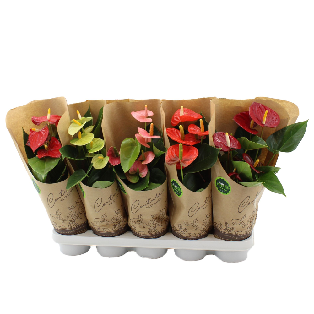 Anthurium 4 color mix in Eco Line sleeve - Fair Fl.