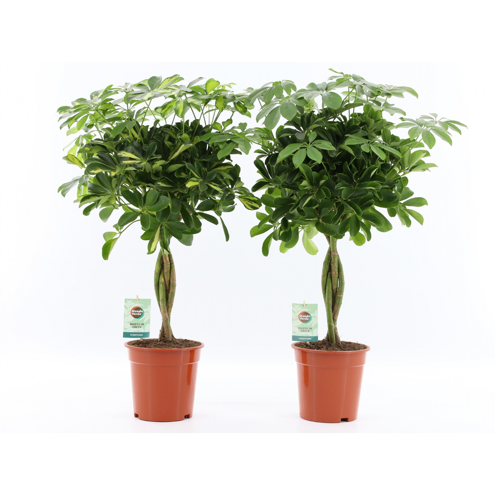 Schefflera arboricola Mix gevlochten stam.