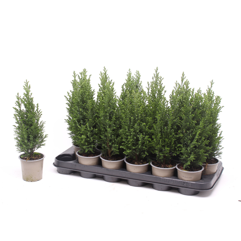 Chamaecyparis laws. 'Ellwoodii'.