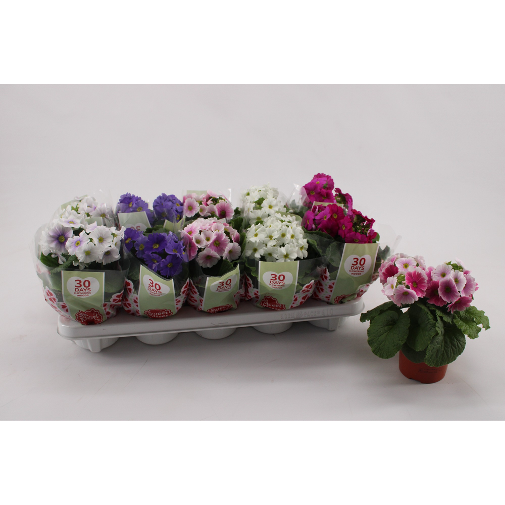 Primula Obconica Mix met hoes.