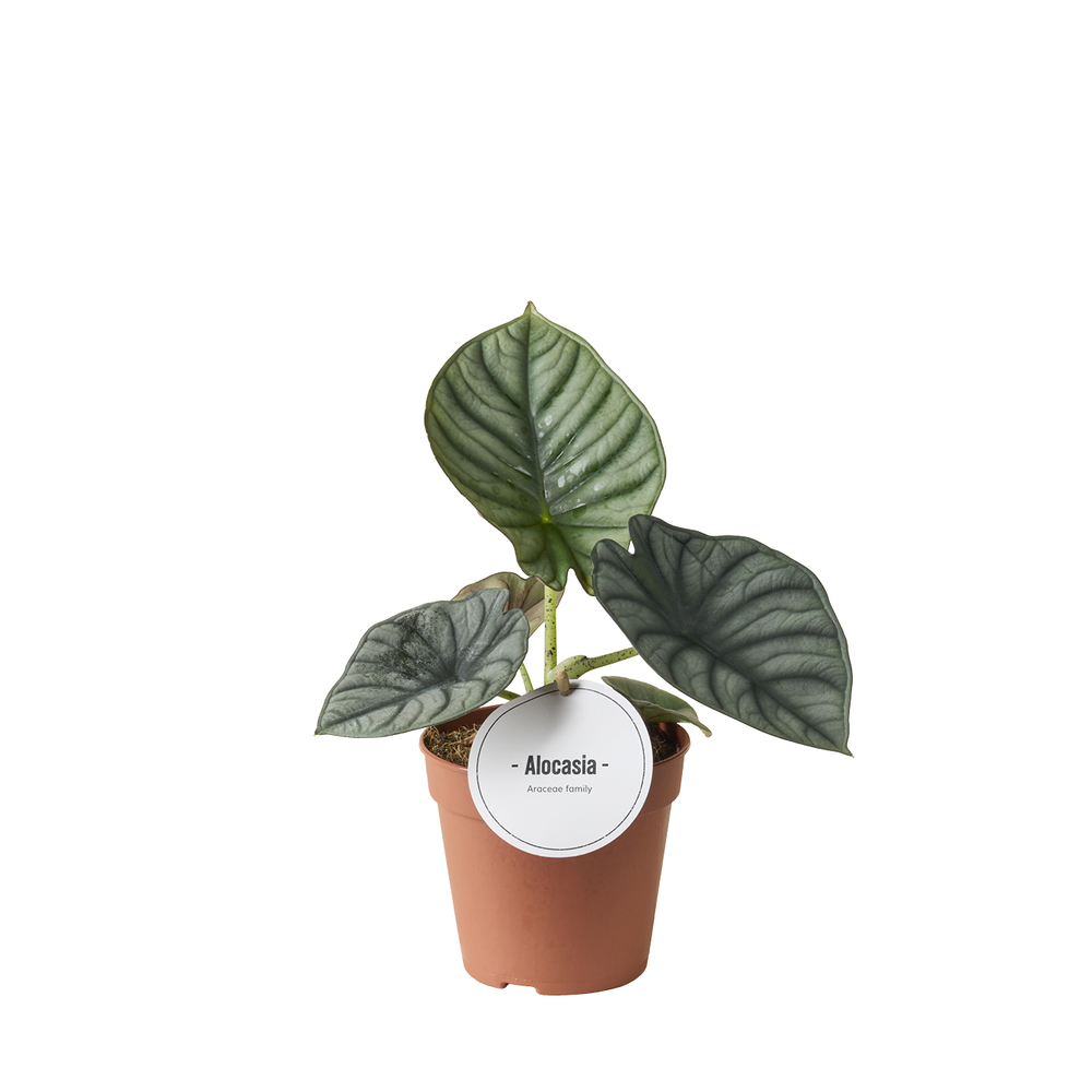Alocasia Nebula.