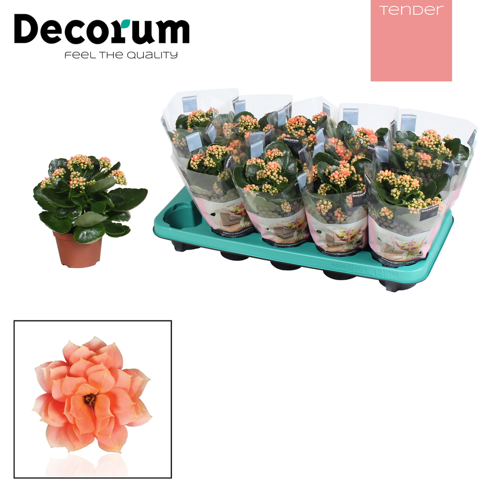 Kalanchoe Decorum TENDER - Serenity Salmon.