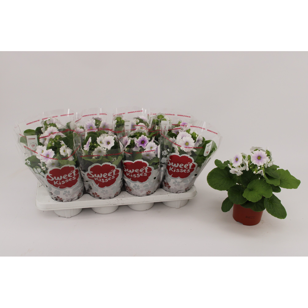 Primula Obconica Blue White 13cm.