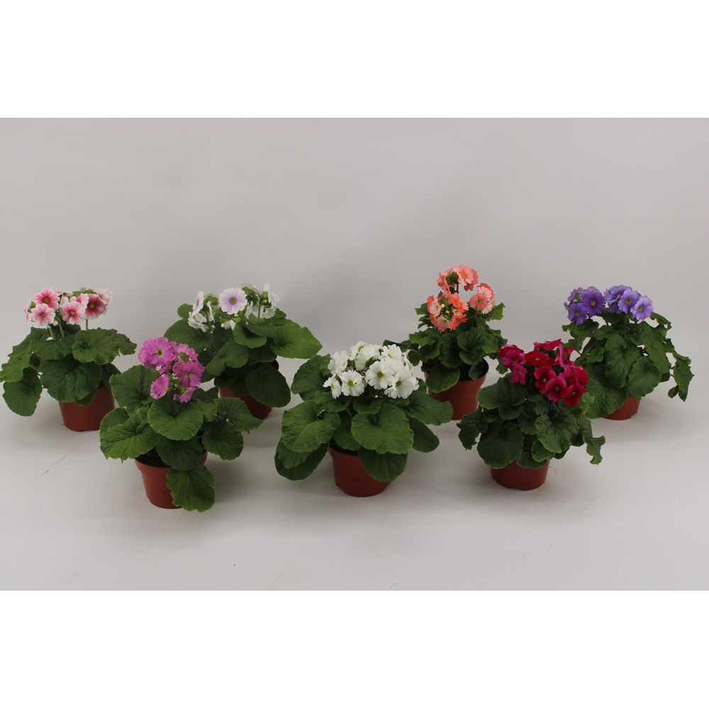 Primula Obconica Mix 13cm.