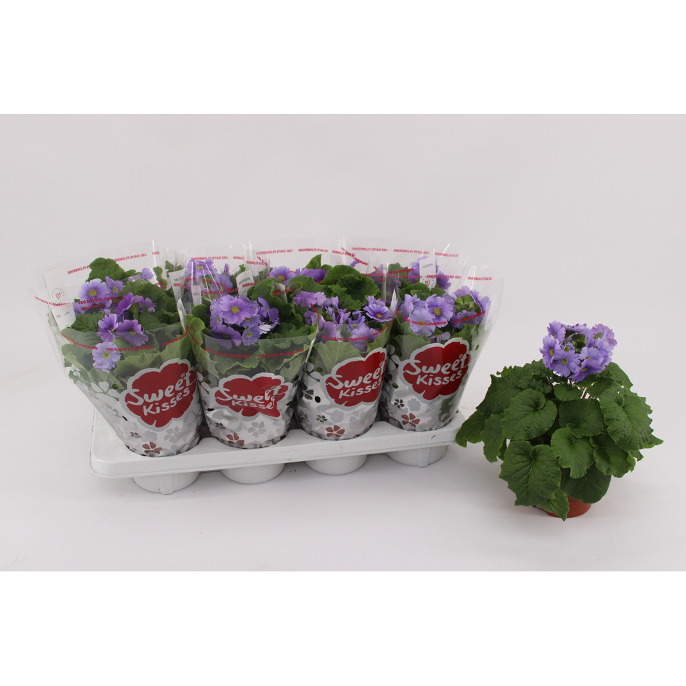 Primula Obconica Dark Blue 13cm.