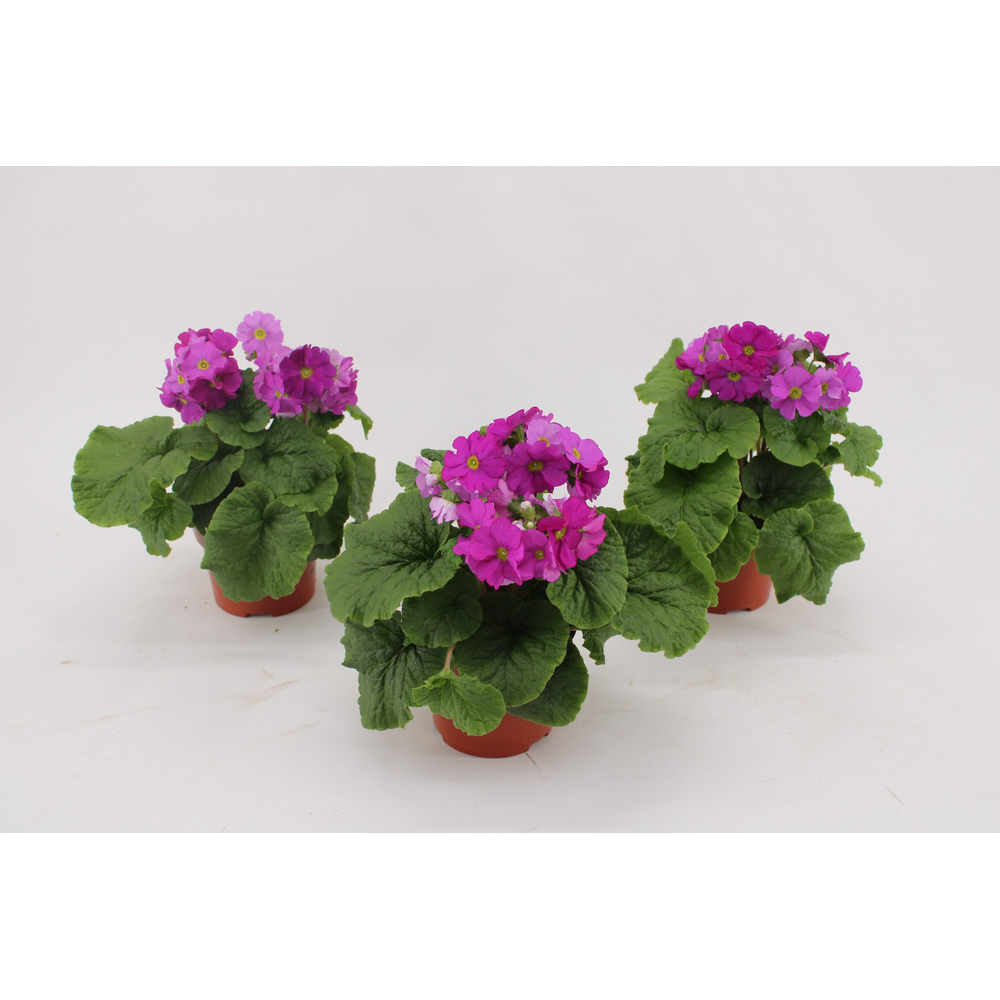 Primula Obconica Violet 13cm.