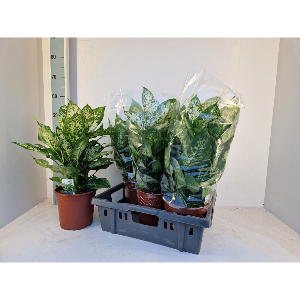 Dieffenbachia Compacta.