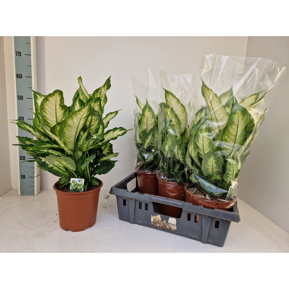 Dieffenbachia Camilla.