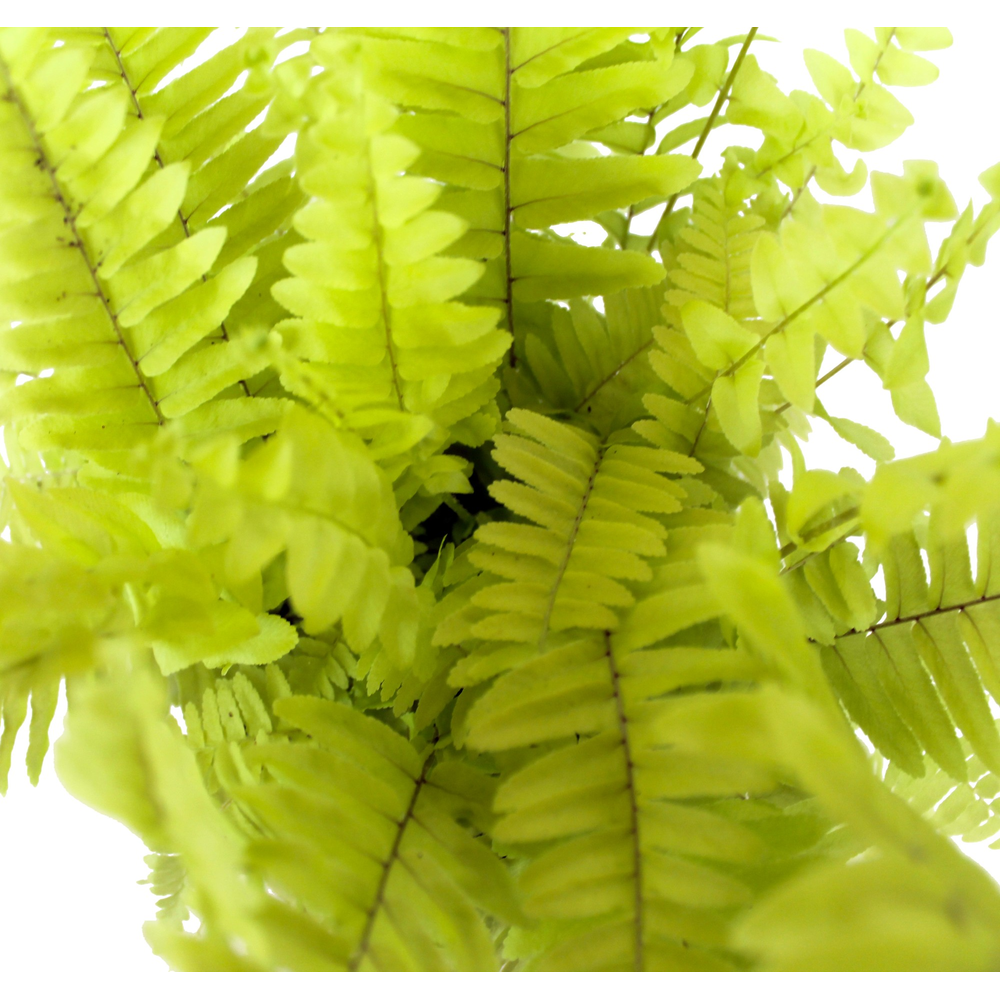 Nephrolepis Blonde MET hoes.