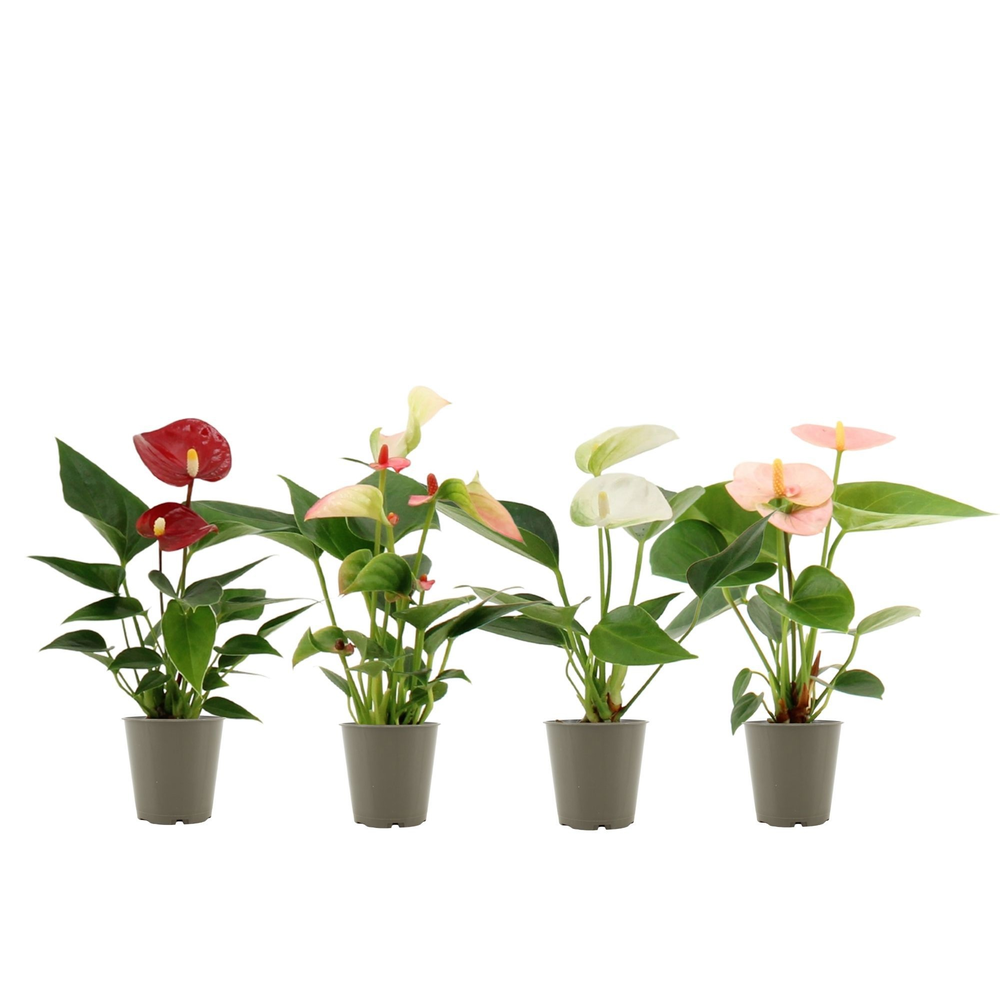 Anthurium Pearl 4 color mix without sleeve.