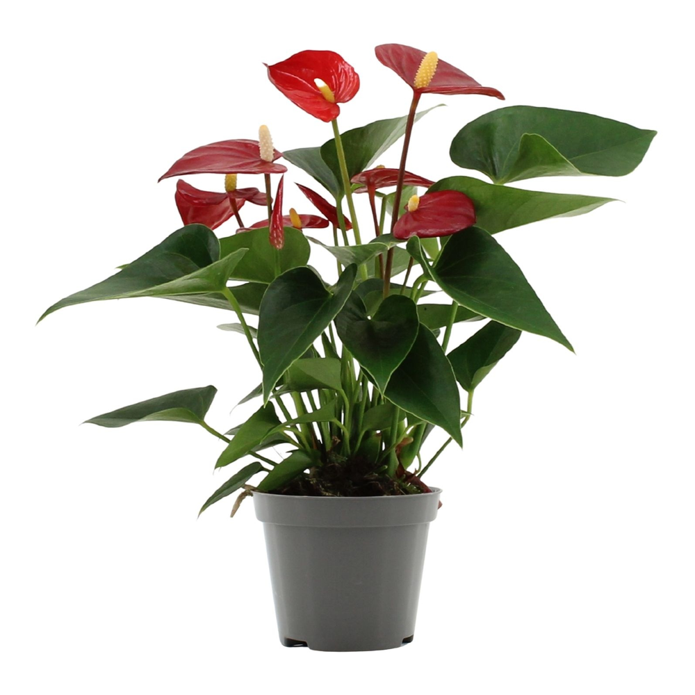 Anthurium Micra in transparant sleeve.