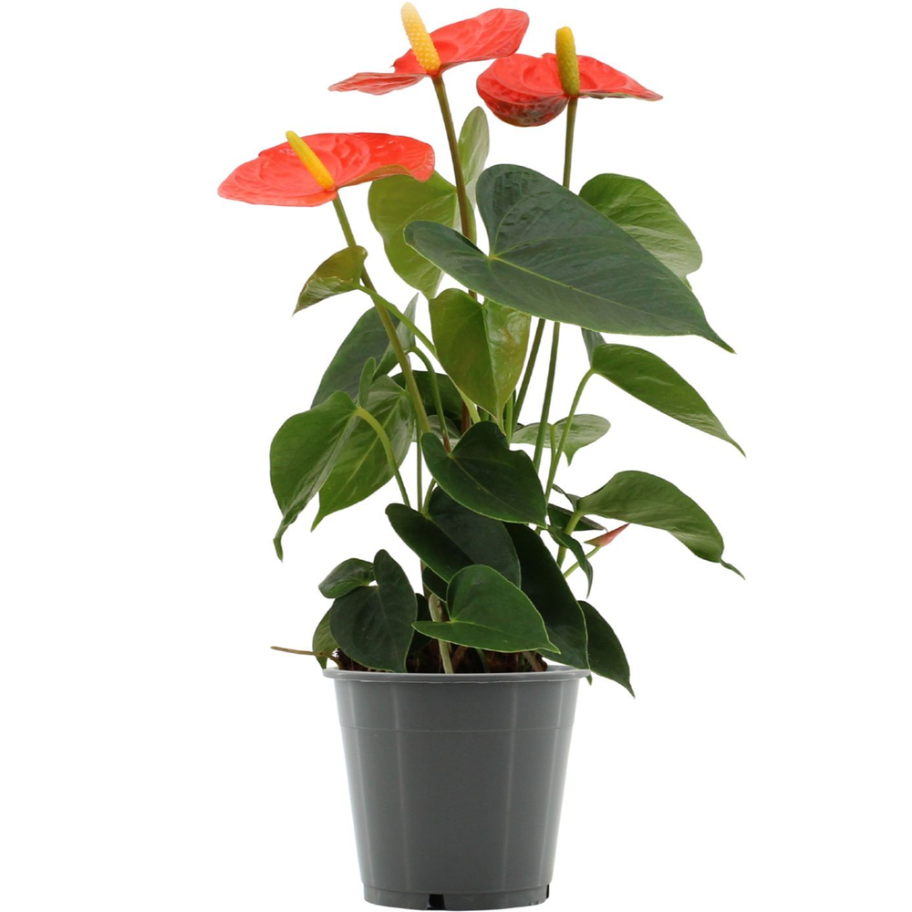Anthurium Stilo in transparant sleeve.