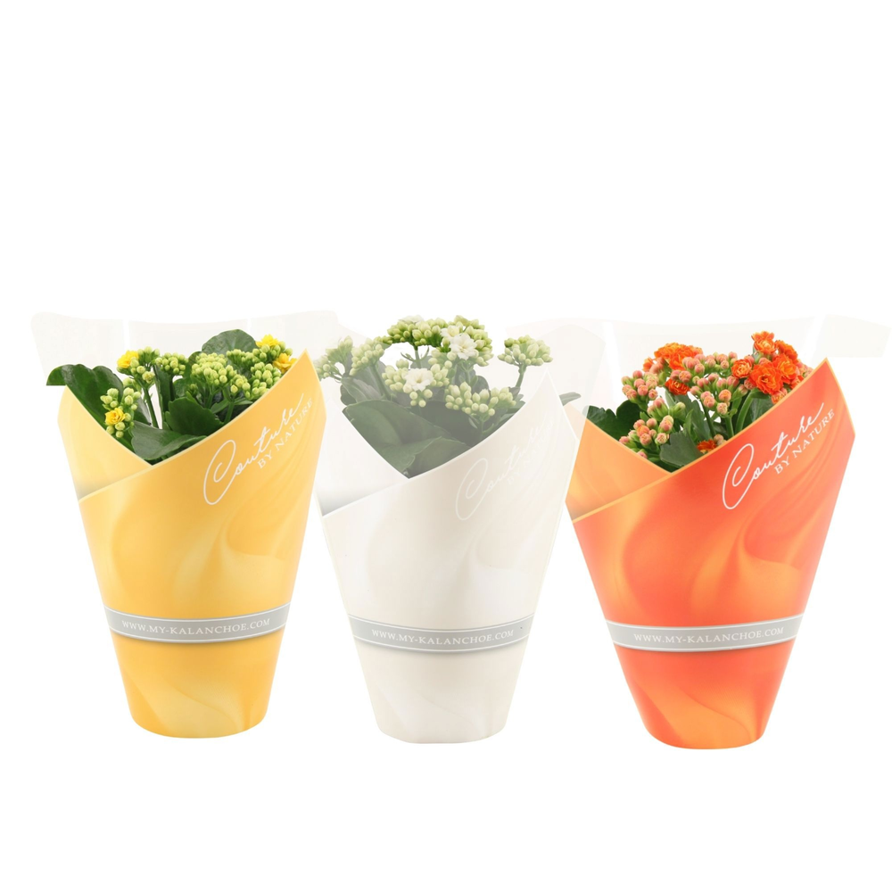 Kalanchoë 3 color mix in Couture sleeve Easter mix.