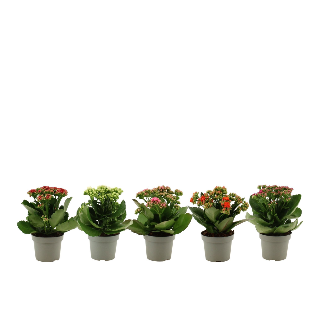 Kalanchoë 5 color mix in transparant sleeve.
