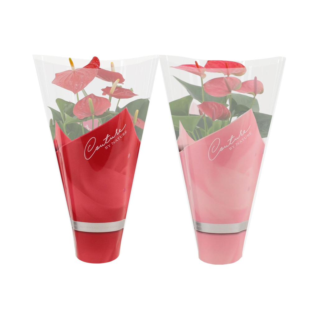 Anthurium red & pink mix in Couture sleeve.