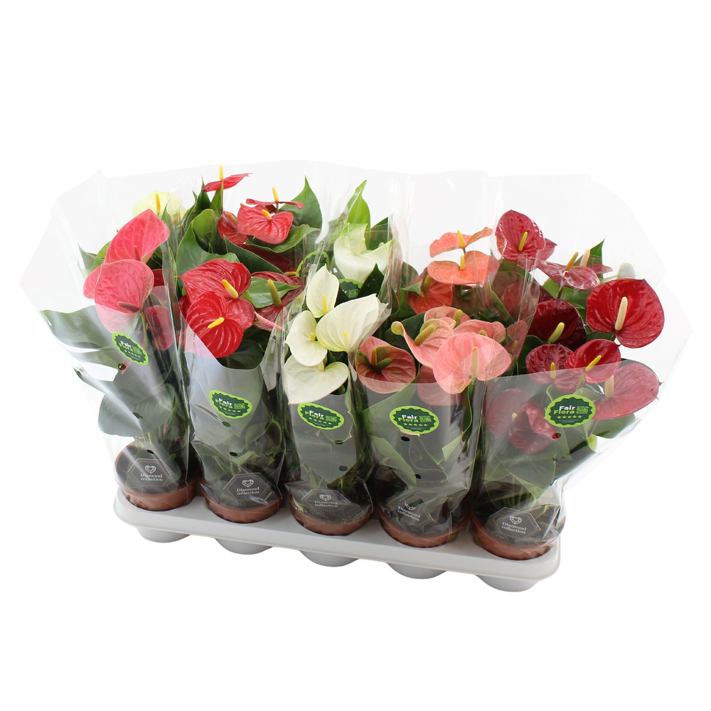 Anthurium 4 color mix - Fair Flora.