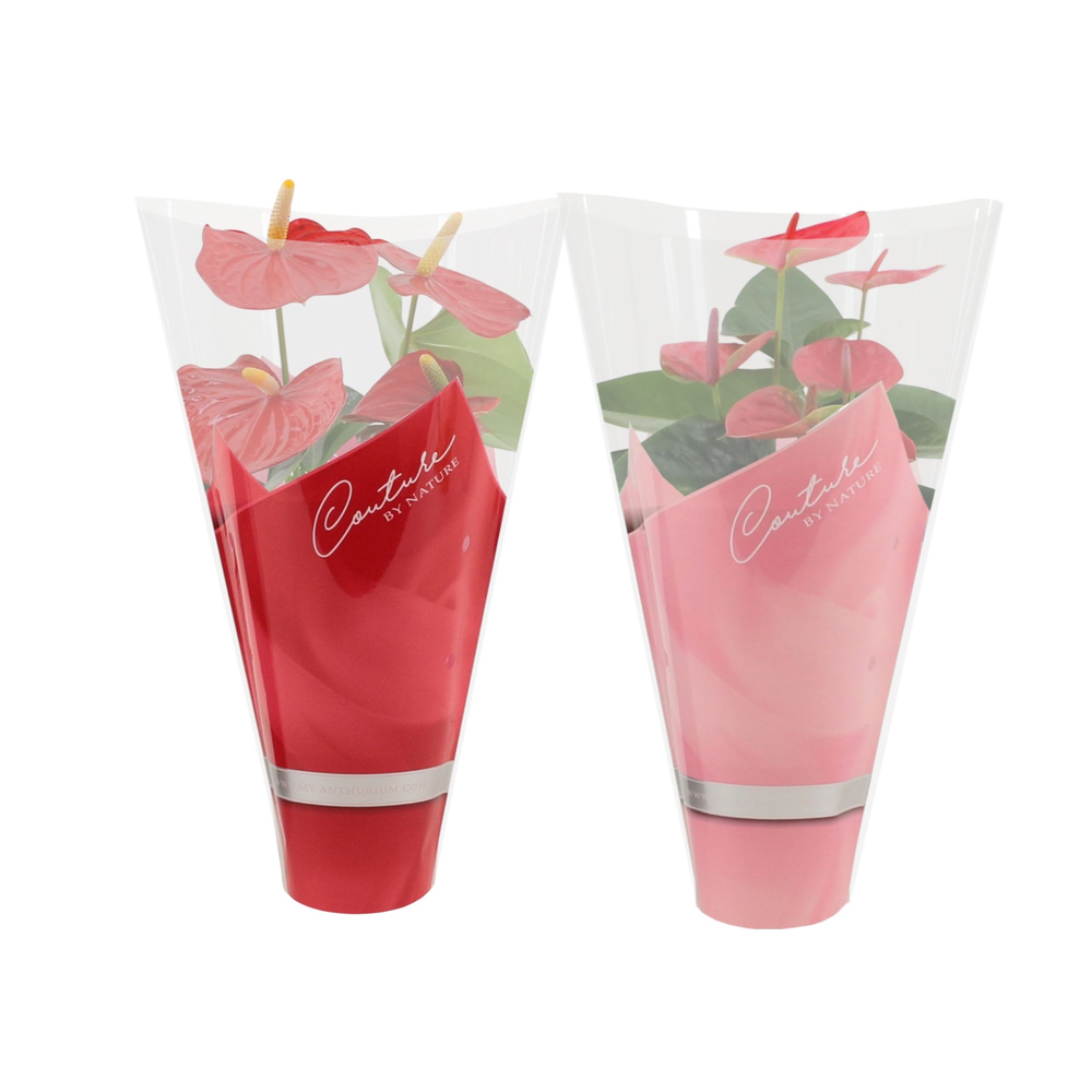 Anthurium red & pink mix in Couture sleeve.