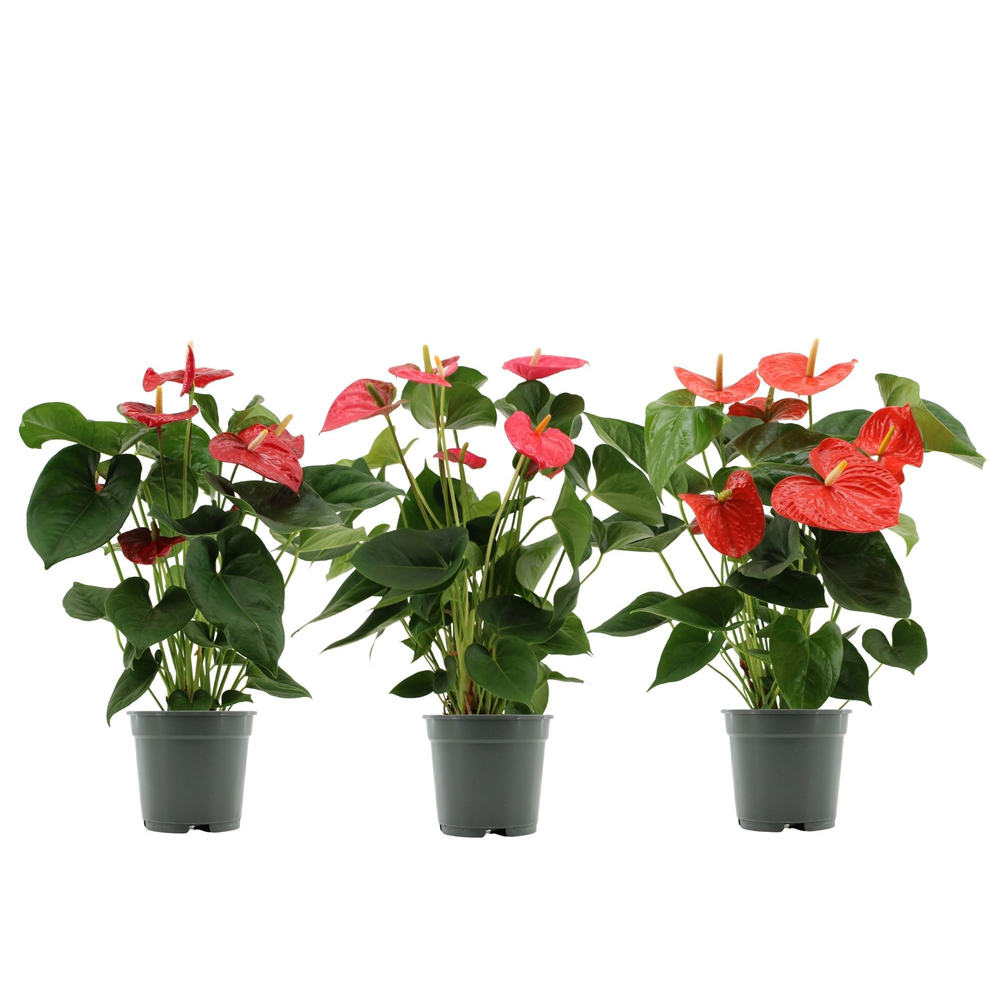 Anthurium 3 color mix in transparant sleeve.