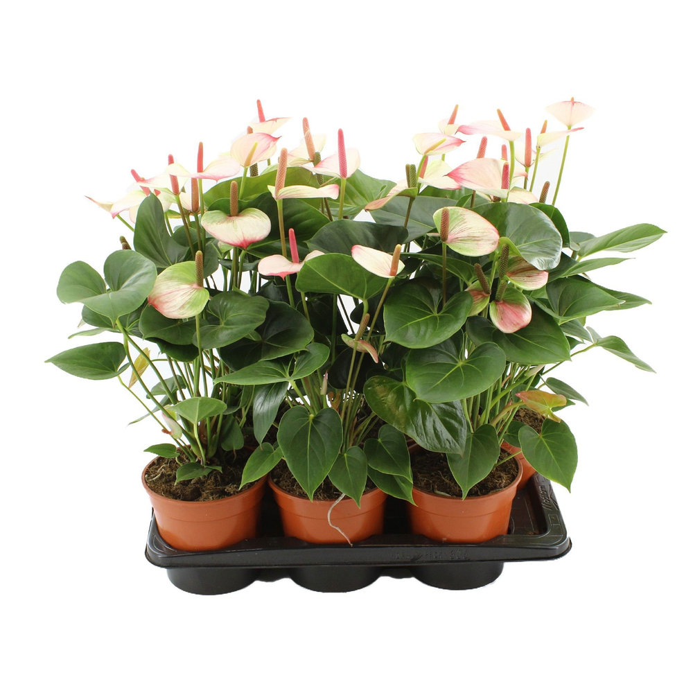 Anthurium Amalia Elegance without sleeve.