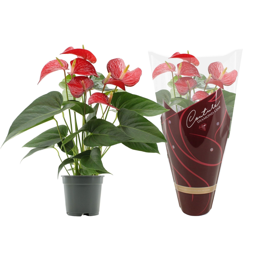 Anthurium Red Bull in Couture Diamond sleeve.