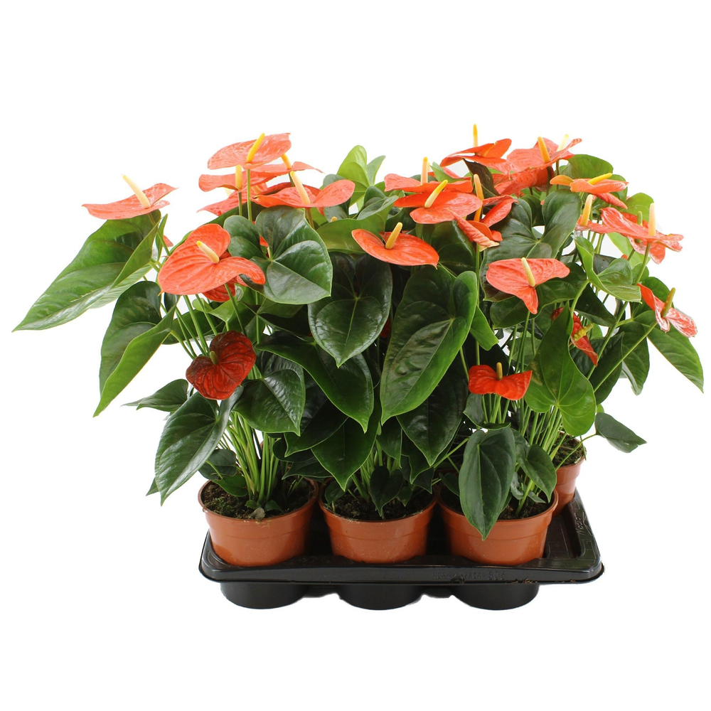 Anthurium Delicia without sleeve.