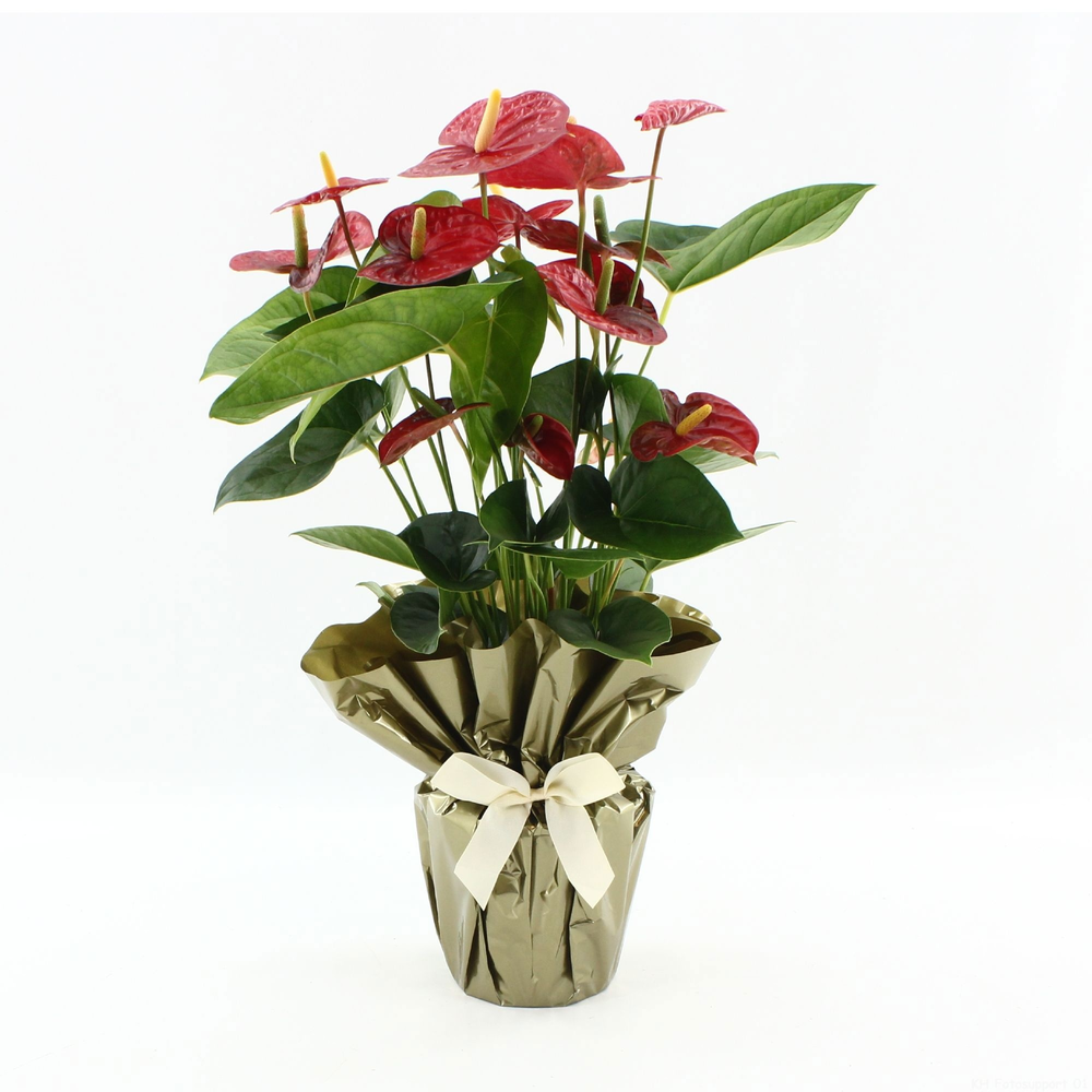 Anthurium Jambo Red in Rondello gold + bow.