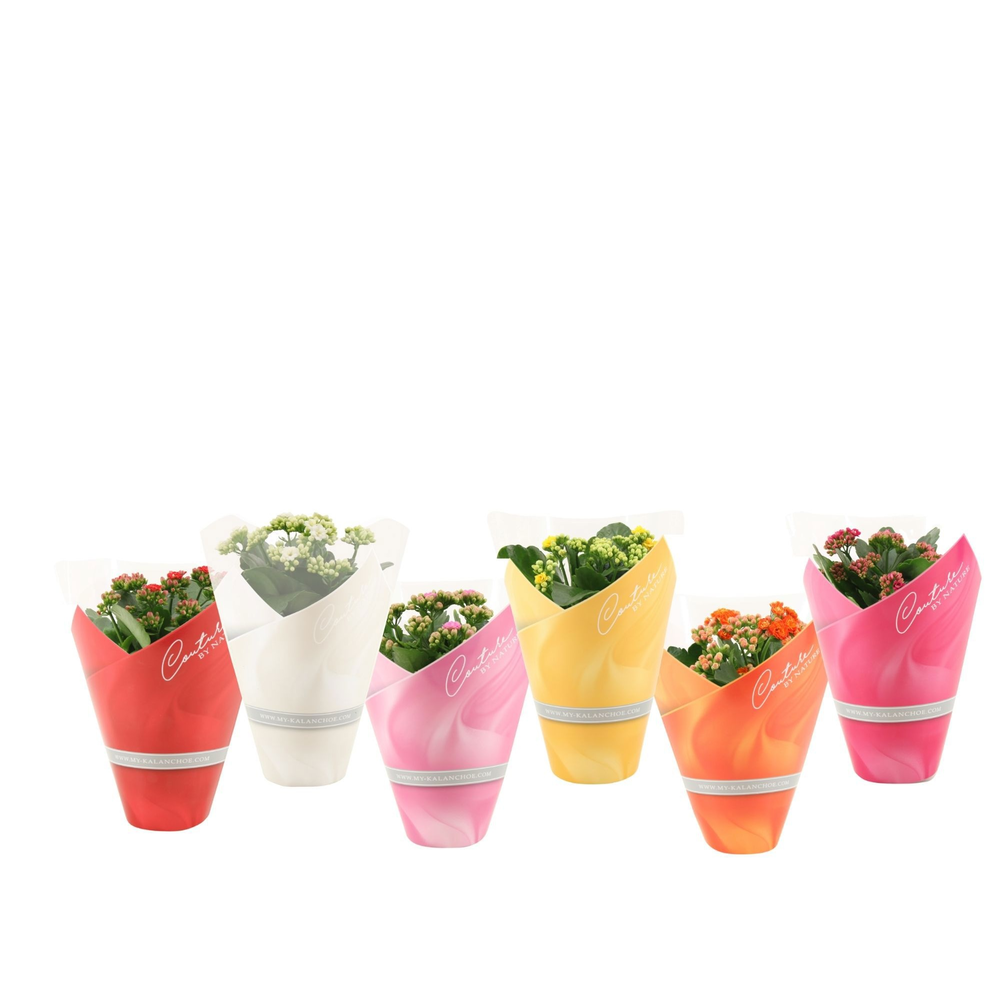 Kalanchoë 6 color mix in Couture sleeve.