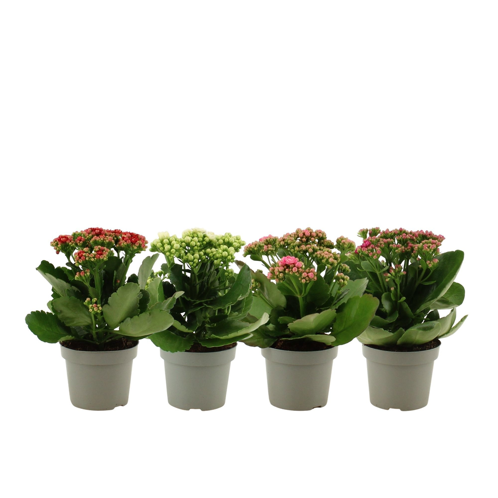 Kalanchoë 4 color mix without sleeve.