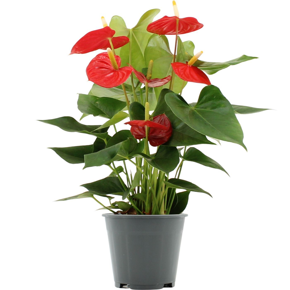 Anthurium Esudo in transparant sleeve.