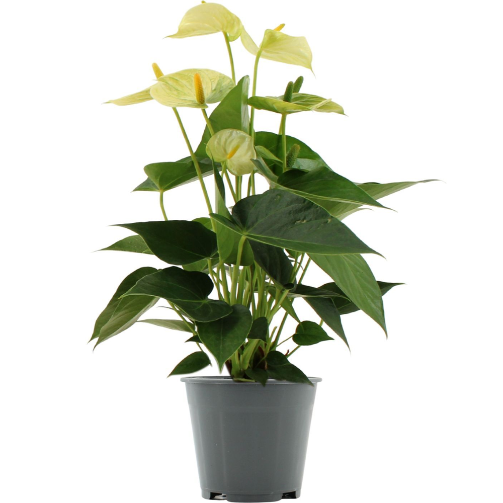 Anthurium Vanilla in transparant sleeve.