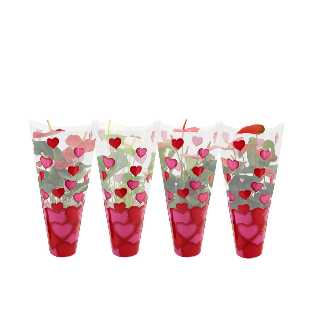 Anthurium 4 color mix in heart sleeve Lilly.