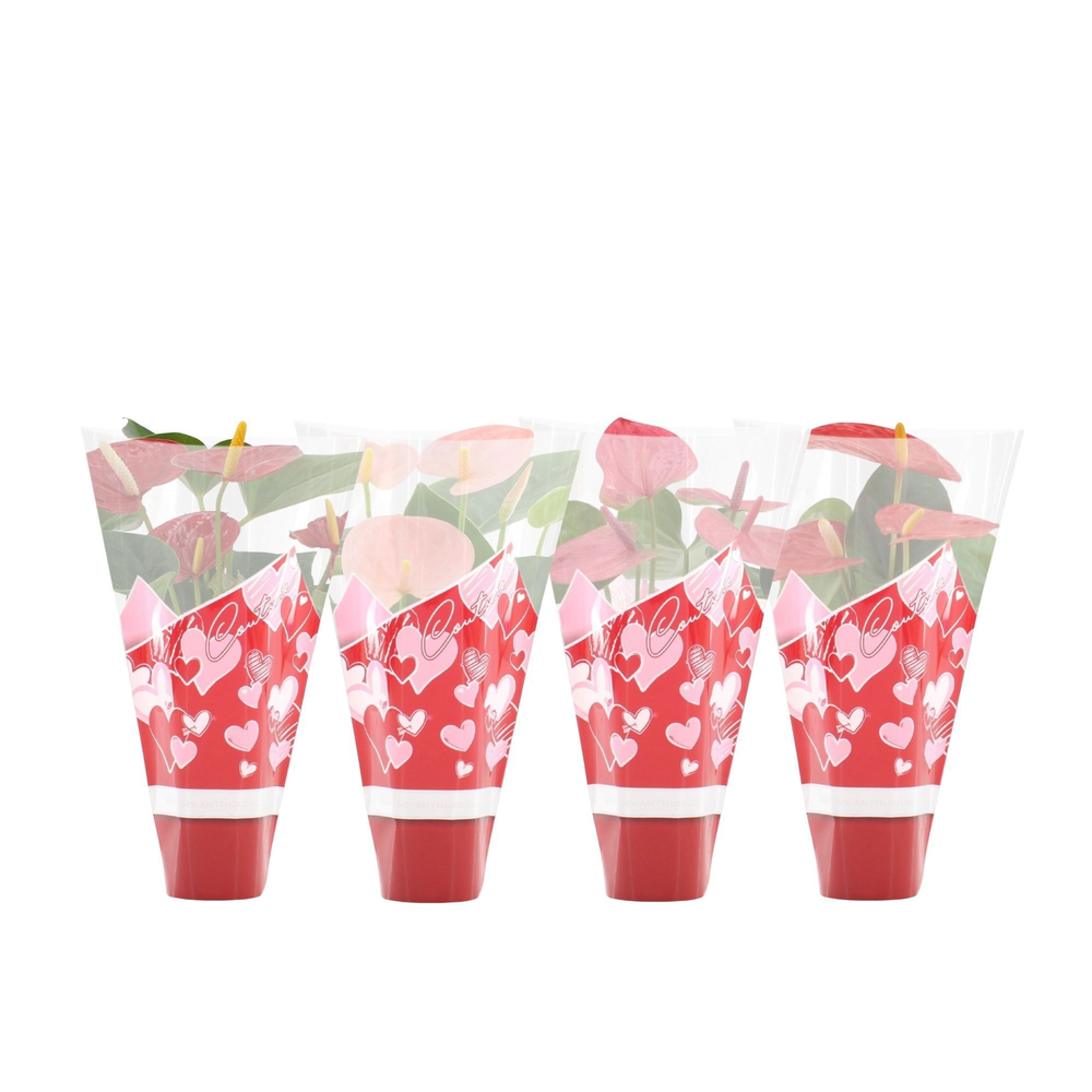 Anthurium 4 color mix in Couture hearts sleeve.
