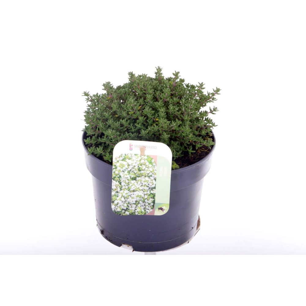 Thymus vulgaris Compactus.
